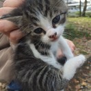 公園で鳴いている子猫を拾いましたの画像