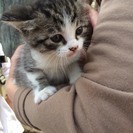 公園で鳴いている子猫を拾いました - 名古屋市