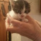 生後2週間　手乗りサイズのとっても可愛い仔猫です。