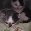 捨て猫です。里親を探してます！