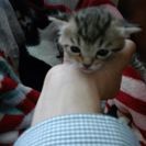 子猫の里親を募集してます