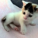 三毛猫（メス）赤ちゃん