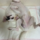 可愛いスムースチワワ男女 - 犬