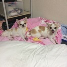可愛いスムースチワワ男女 − 東京都