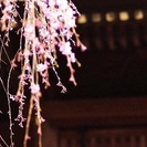 カメラ仲間(呑み仲間)募集 
