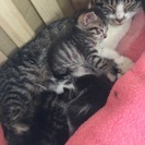 仔猫の里親様決まりました。沢山のお問い合わせ、ありがとうございました。 - 猫