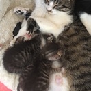 仔猫の里親様決まりました。沢山のお問い合わせ、ありがとうございました。 − 三重県