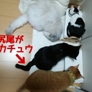 顔は砂狐、尻尾はピカチュウだよ～ - 神戸市
