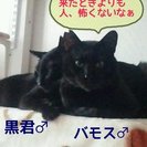 顔は砂狐、尻尾はピカチュウだよ～ - 猫