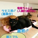 顔は砂狐、尻尾はピカチュウだよ～ − 兵庫県
