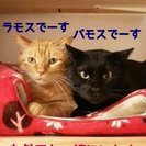 泣き顔のいじめられっ子 - 神戸市
