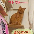 泣き顔のいじめられっ子 - 猫