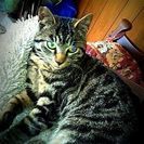 ★とてもフレンドリーで縞模様の美しい猫の里親さん募集★