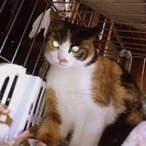 ★かわいい三毛猫の里親さん募集★