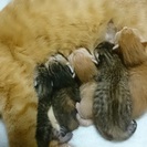 子猫の里親募集