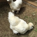 里親さん決まりました。