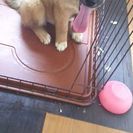 産まれて３ヶ月のメス雑種。