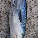 気軽なルアー釣り仲間募集