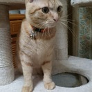 お茶目な小太郎くん♪１才半茶トラの男の子♪