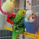 手乗りセキセイインコ