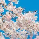 桜DE婚活パーティーin 金ヶ崎 ！の画像