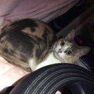 愛猫家さん探してます