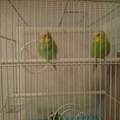 セキセイインコ2羽