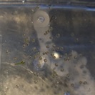 mix金魚の卵&マツモの画像