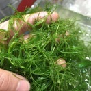 mix金魚の卵&マツモ - 大阪市