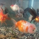 mix金魚の卵&マツモ - 里親募集