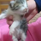 再度募集/まだ目が開いてない子猫 2ひき きじとら多分オス♂