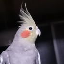 オカメインコ メス 半手乗り 鳥籠付き
