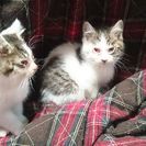 (現在保留中)現在募集してる五ひきと別の猫です 二ひきおすねこ ...