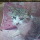 ♀めす猫 二歳から三歳くらい 半分野良猫です。