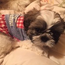 シーズー子犬譲ります
