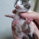 急募　4月８日生まれの仔猫です