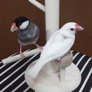 文鳥飼ってる文鳥LOVEの方、お友達になって下さい