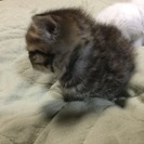 仮の名はくろ、としろです