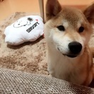 柴犬 6月で2歳の男の子