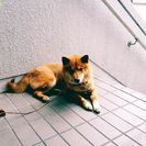 引っ越しで急ぎで里親さん募集
