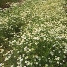 ハーブ&アロマ講座の画像