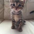 ！大至急！子猫ちゃんの里親さん募集中です！ - 宇治市