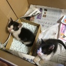 シュリにて里親募集です。