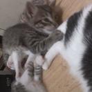 かわいがってください