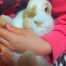うさぎを可愛がってくれる里親募集