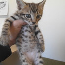 生後１ヶ月子猫　差し上げます　４匹います