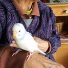 手乗りセキセイインコの里親募集しています。