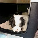 里親様決定　凄く可愛いです　うしおちゃん　１か月半　MIXの子犬