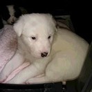 里親様決定　寛平ちゃん似の１か月半　MIXの子犬