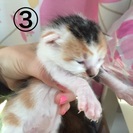 お話中です。4/1に子猫ちゃんが産まれました - 猫